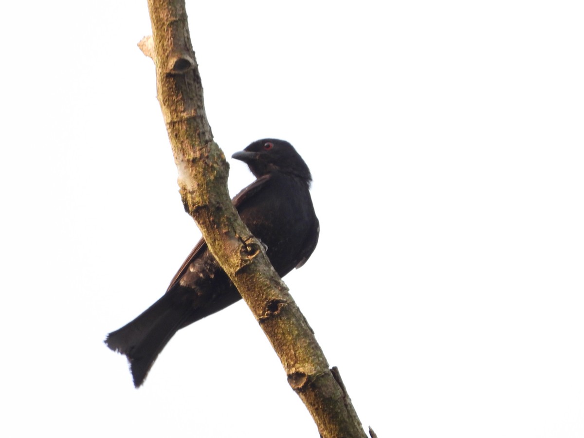 Fork-tailed Drongo - ML620643905