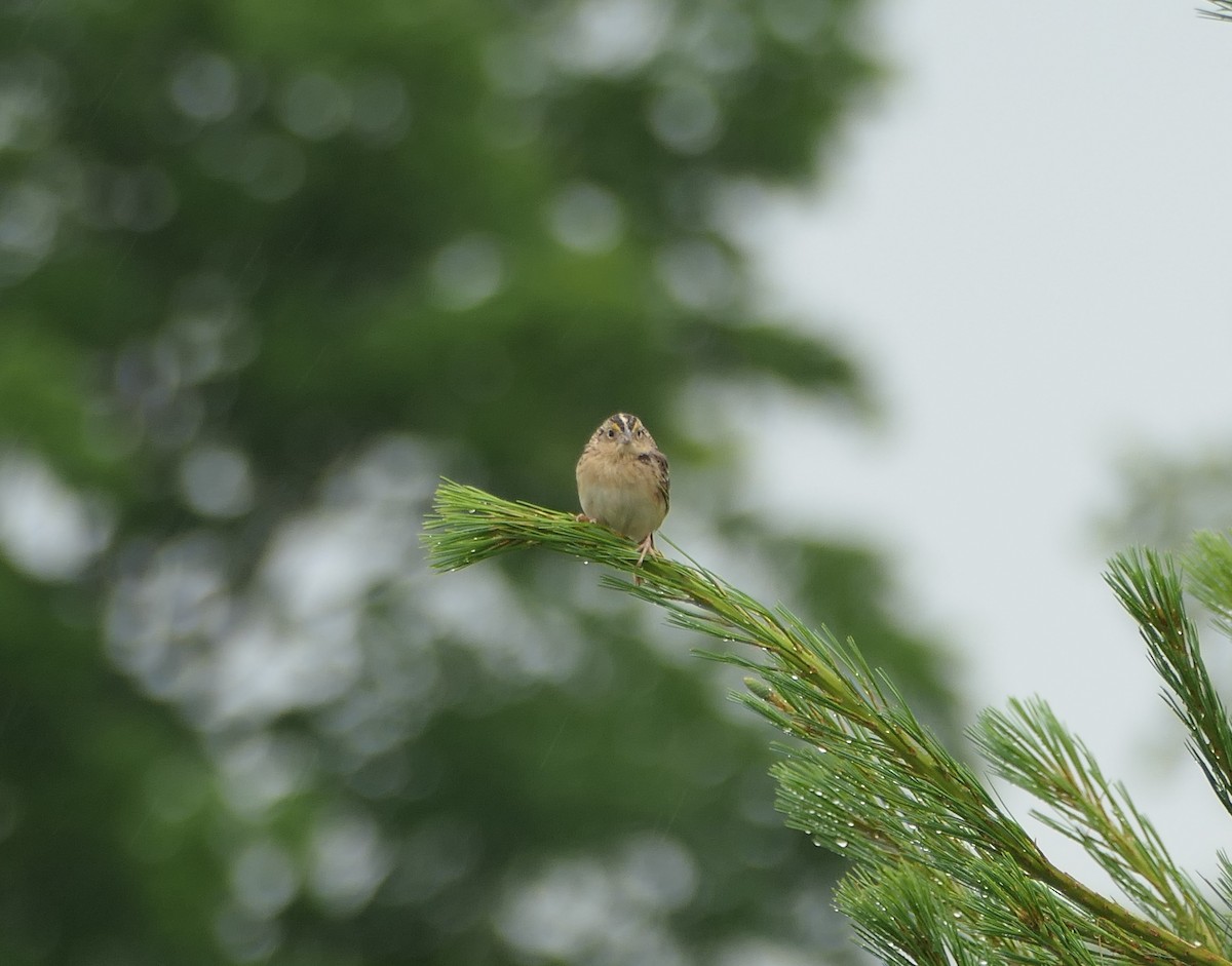 Grasshopper Sparrow - ML620643906