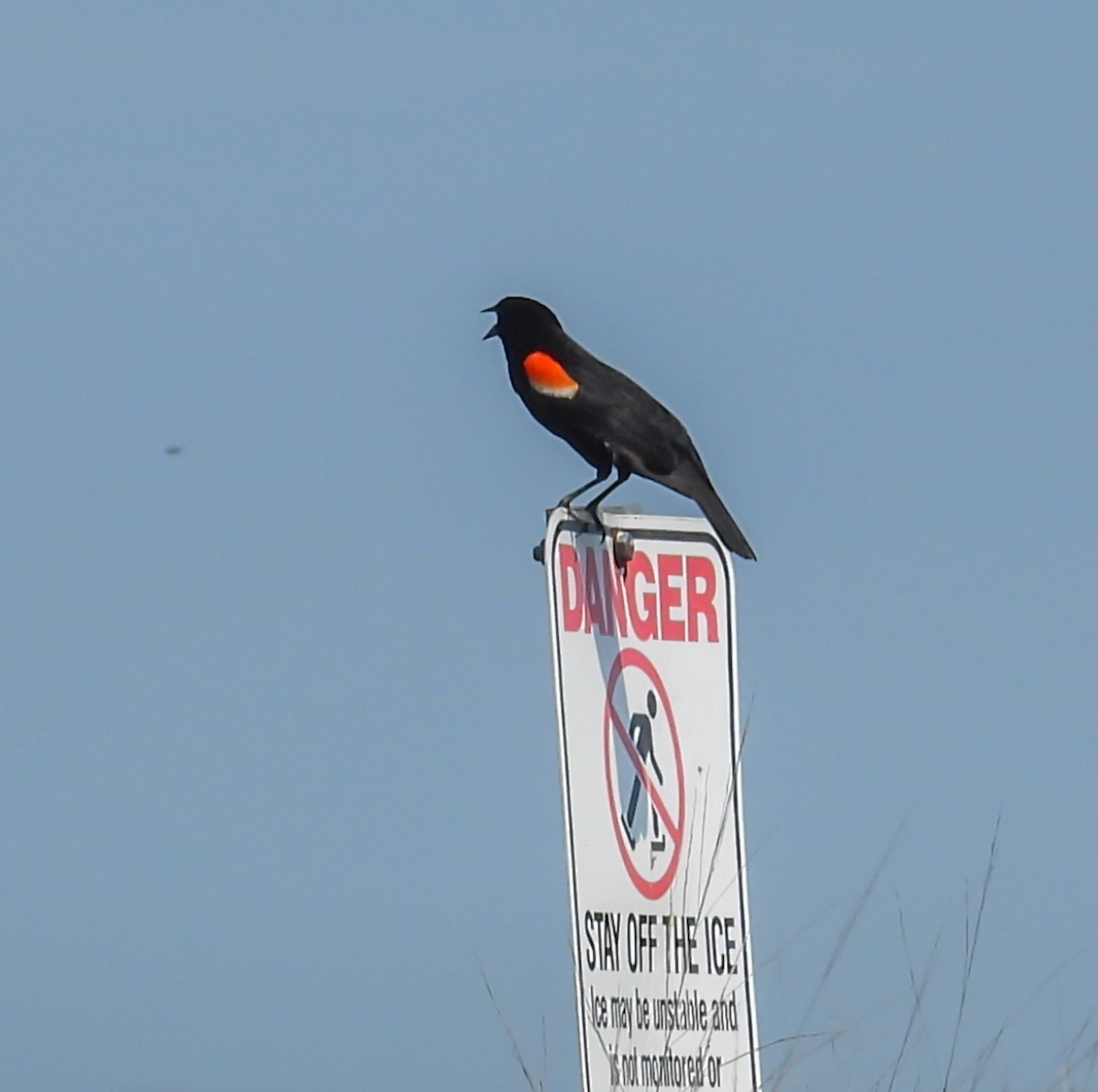 Red-winged Blackbird - ML620643907