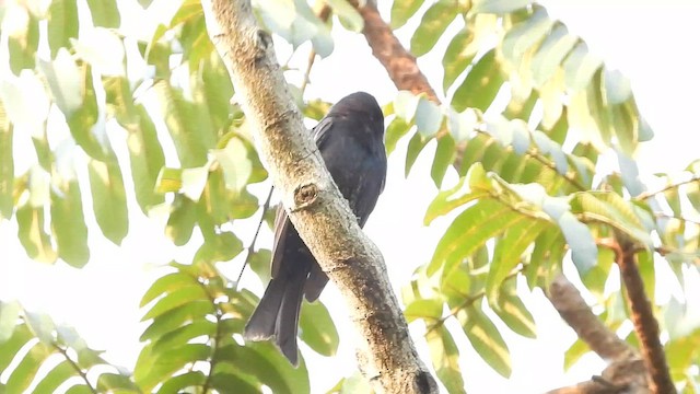 Fork-tailed Drongo - ML620643908