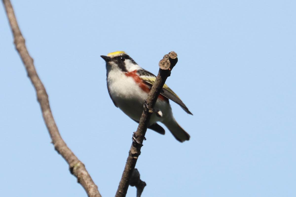 Chestnut-sided Warbler - Debra Rittelmann