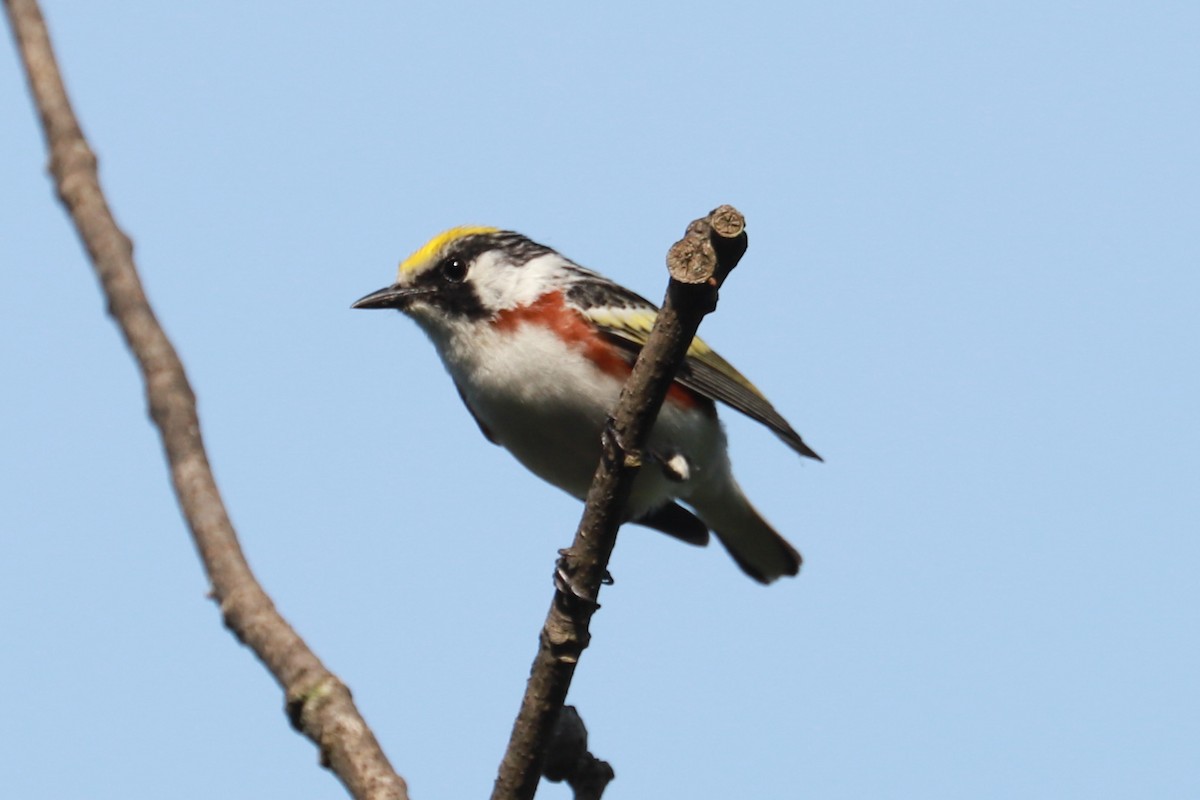 Chestnut-sided Warbler - ML620643910