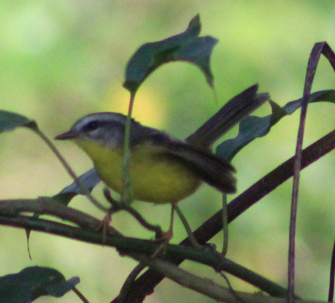 Golden-crowned Warbler - ML620643914