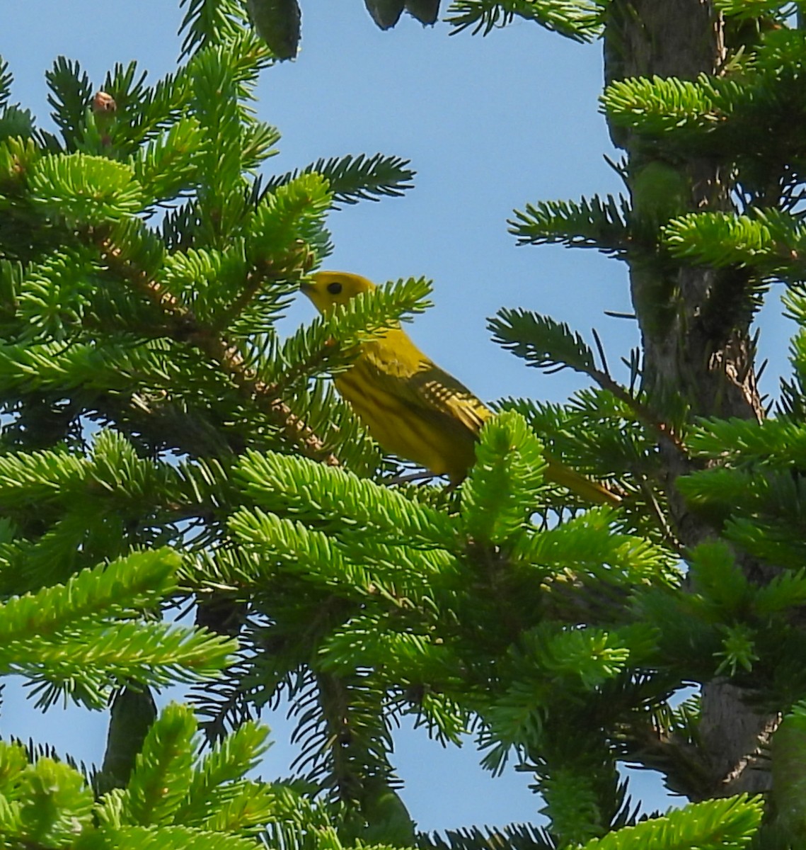 Paruline jaune - ML620643916