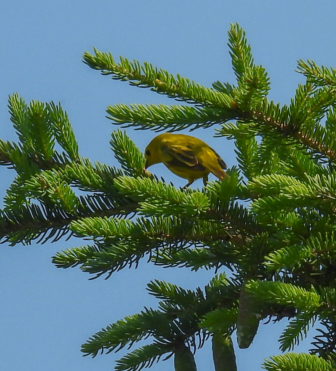 Yellow Warbler - ML620643917