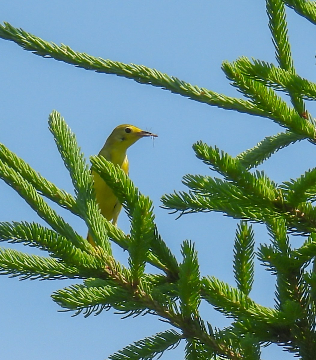 Paruline jaune - ML620643918