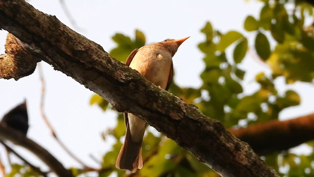 African Thrush - ML620643921