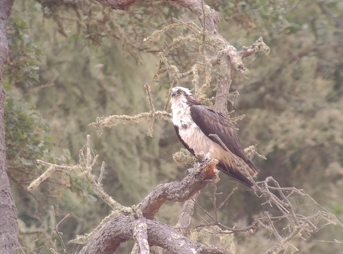 Águila Pescadora - ML620643923