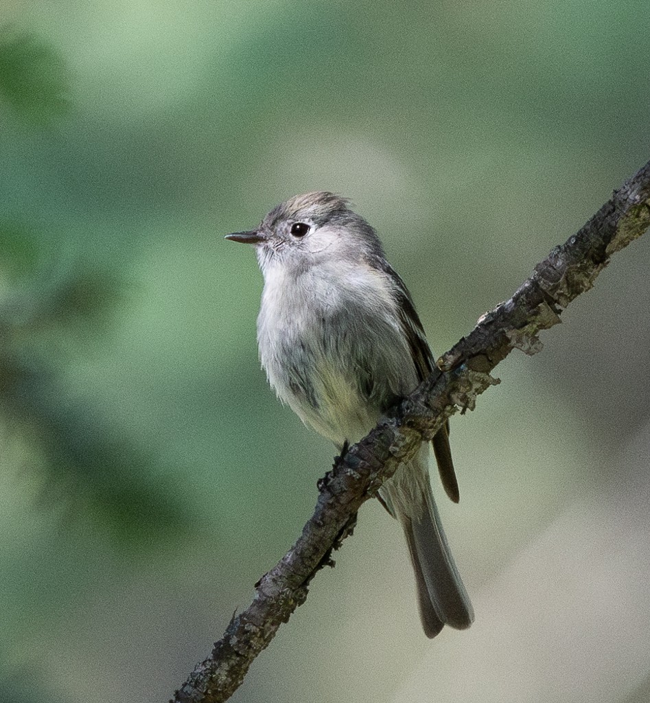 Hammond's Flycatcher - ML620643924