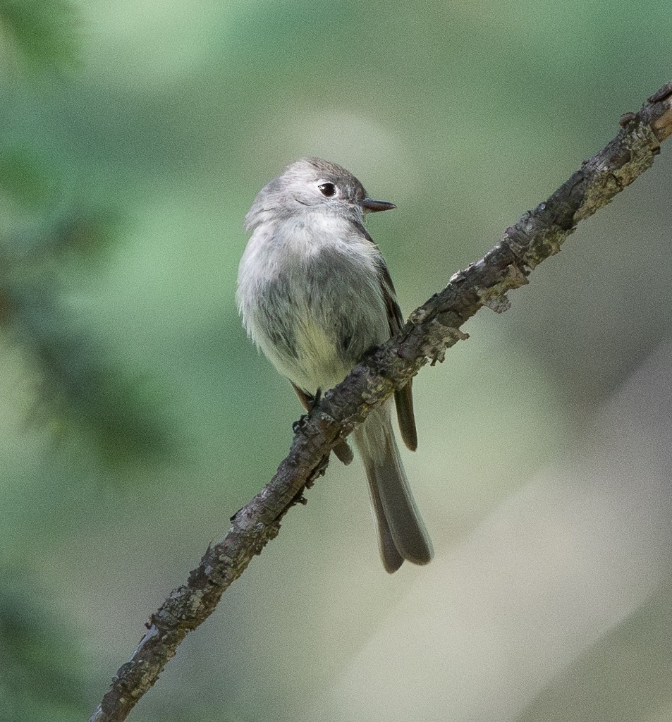 Hammond's Flycatcher - ML620643925