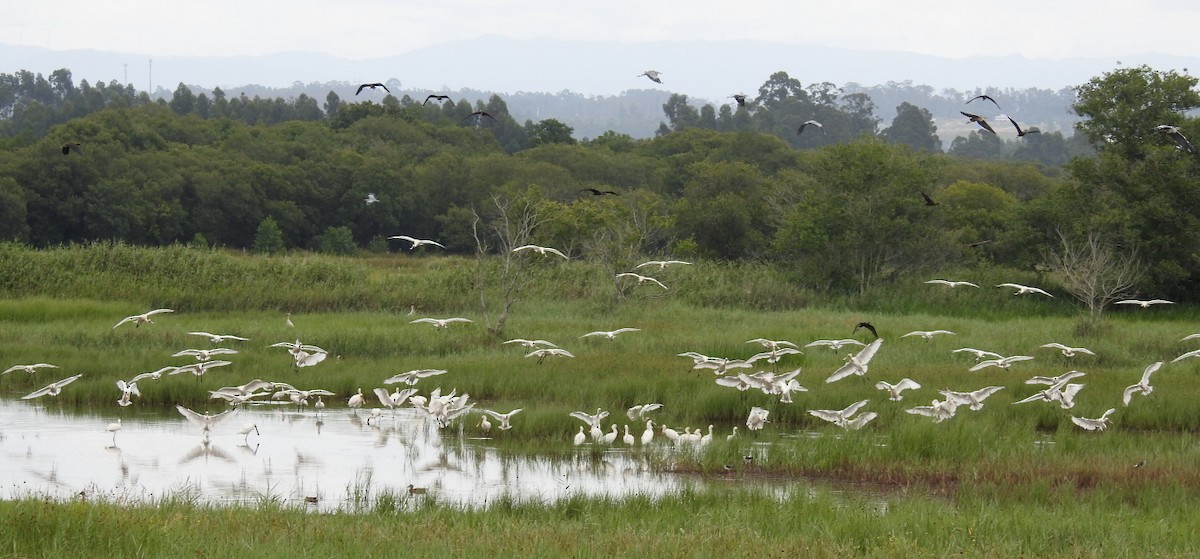 Eurasian Spoonbill - ML620643927