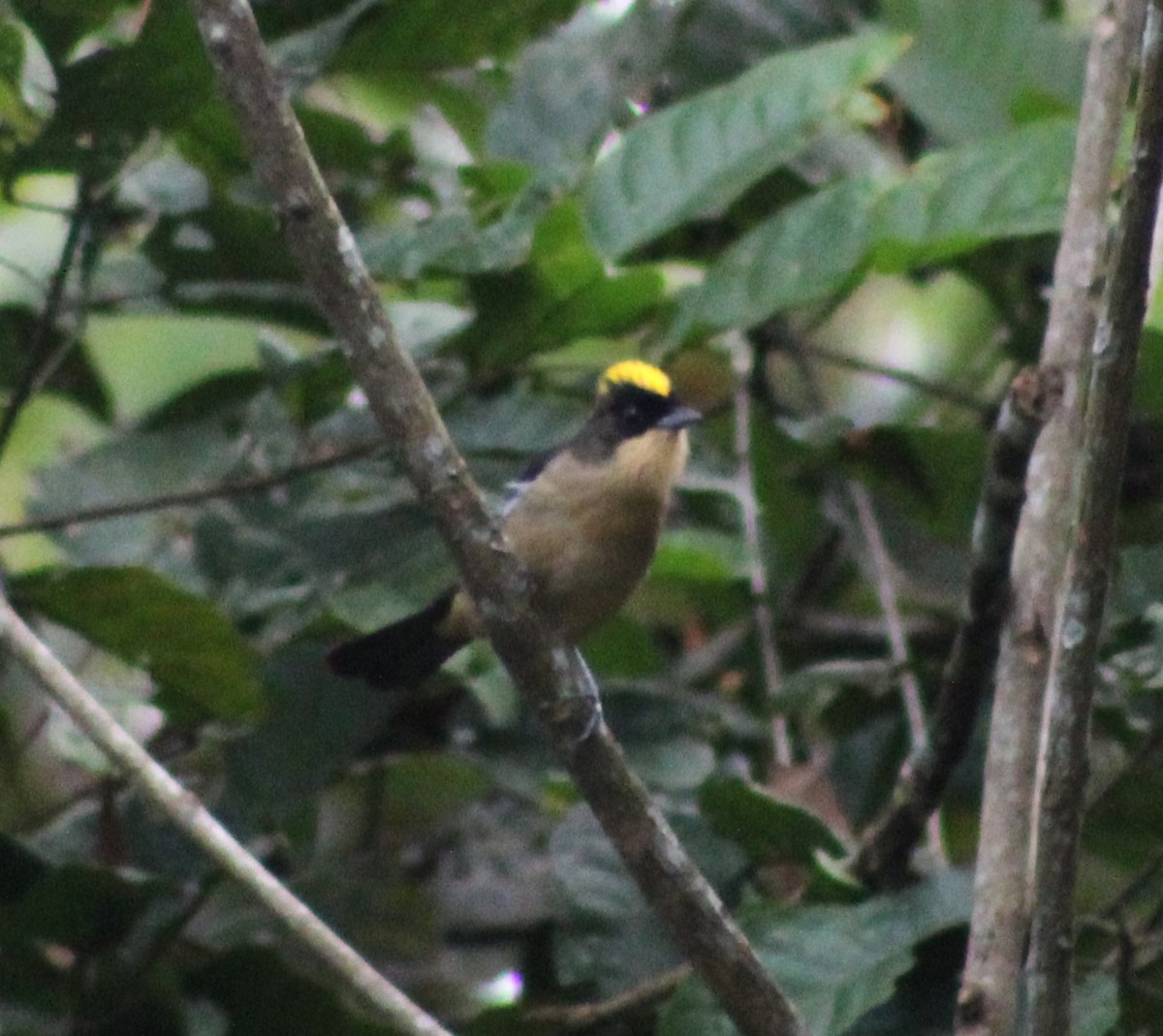 Black-goggled Tanager - ML620643929