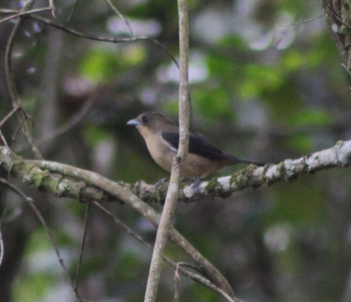 Black-goggled Tanager - ML620643930