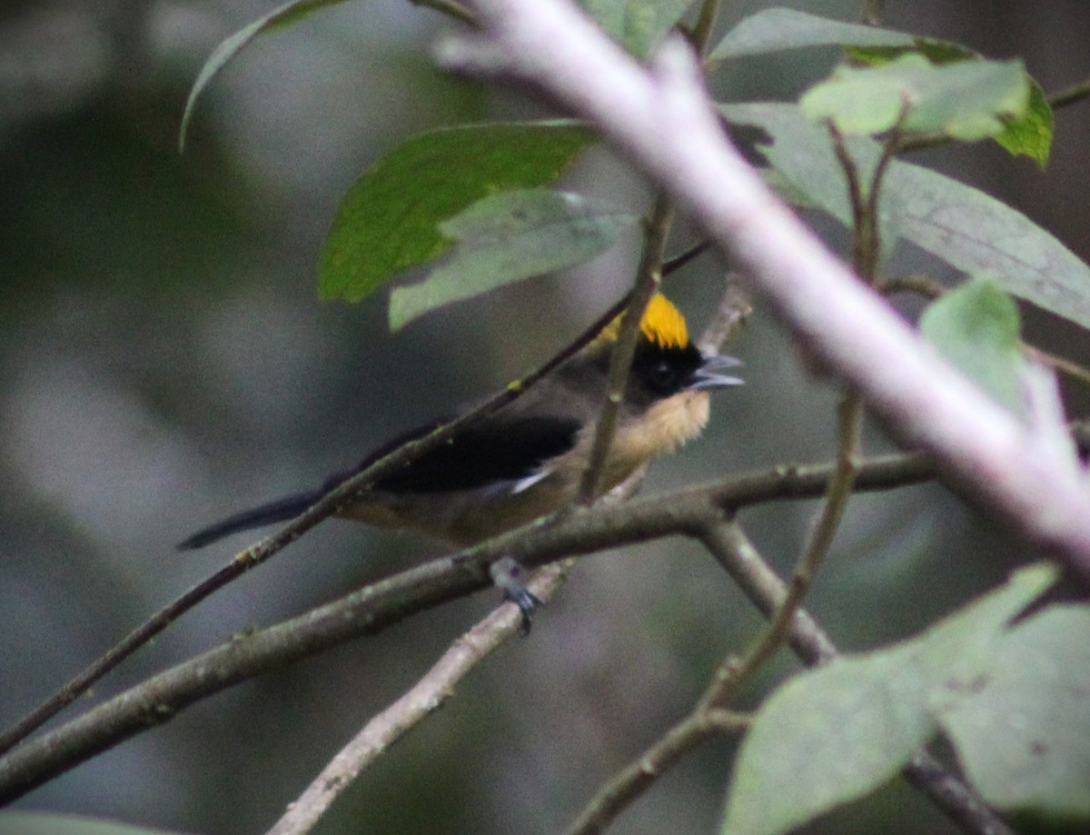 Black-goggled Tanager - ML620643931