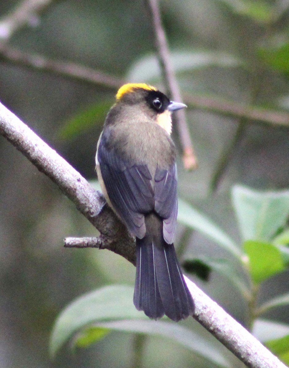 Black-goggled Tanager - ML620643932