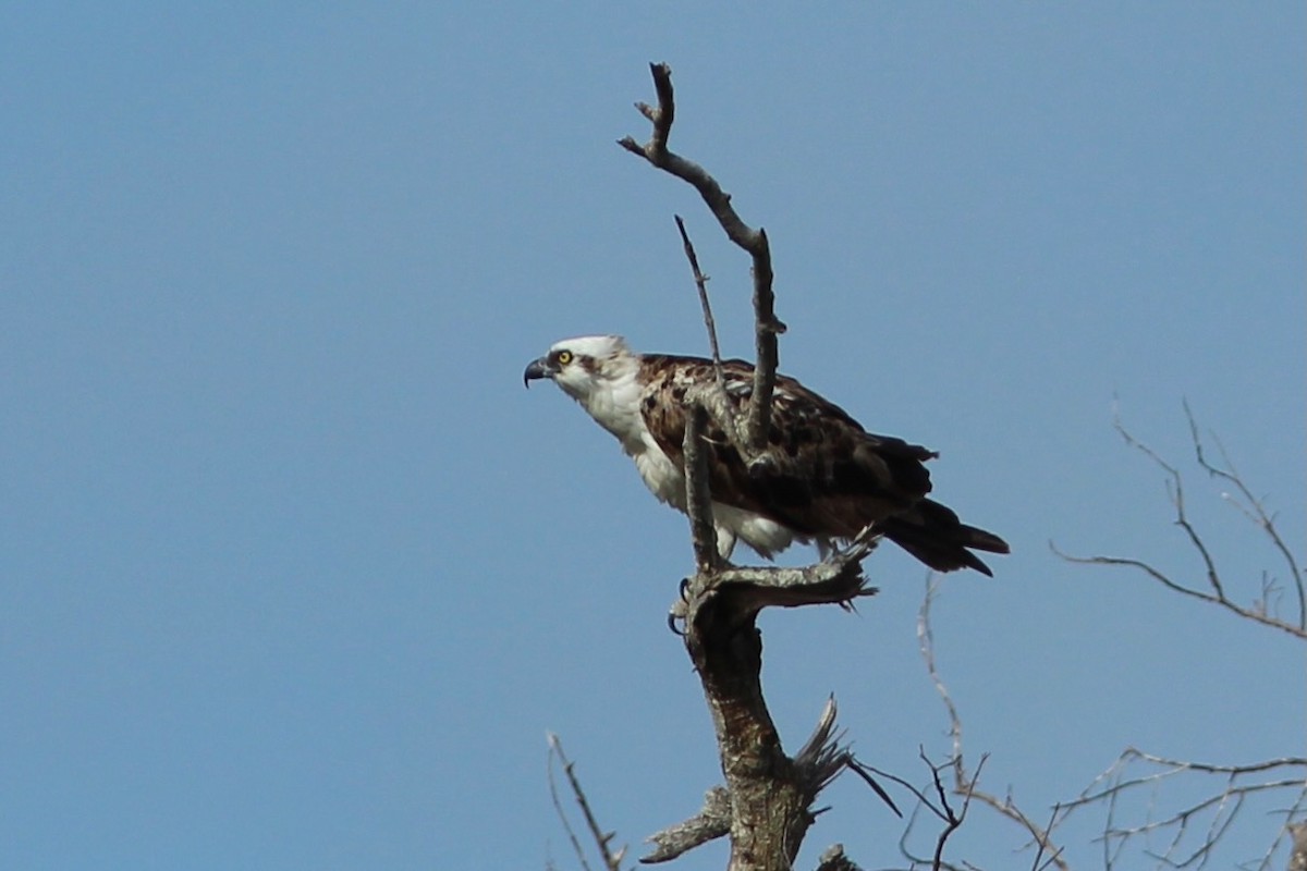 Águila Pescadora (ridgwayi) - ML620643934