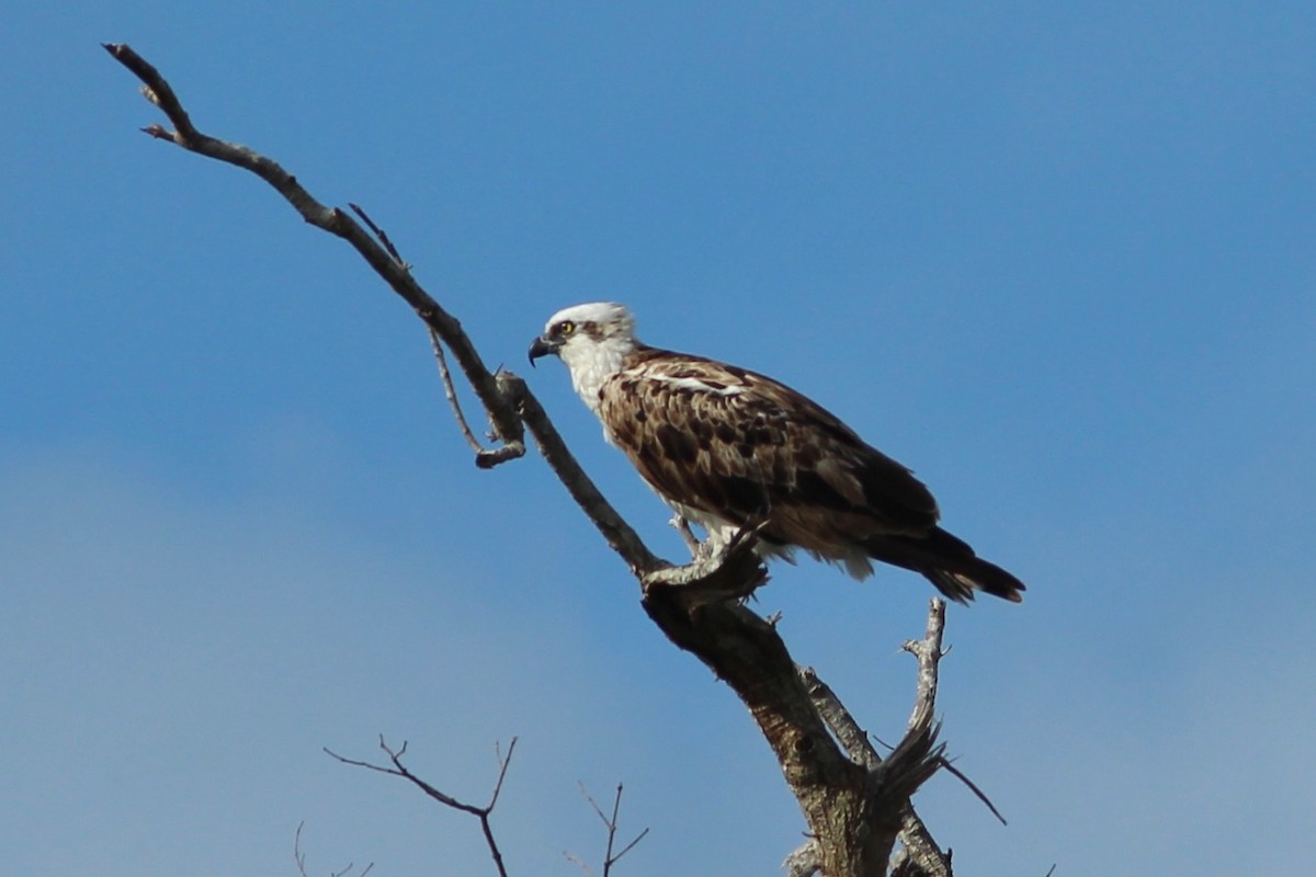 Águila Pescadora (ridgwayi) - ML620643935