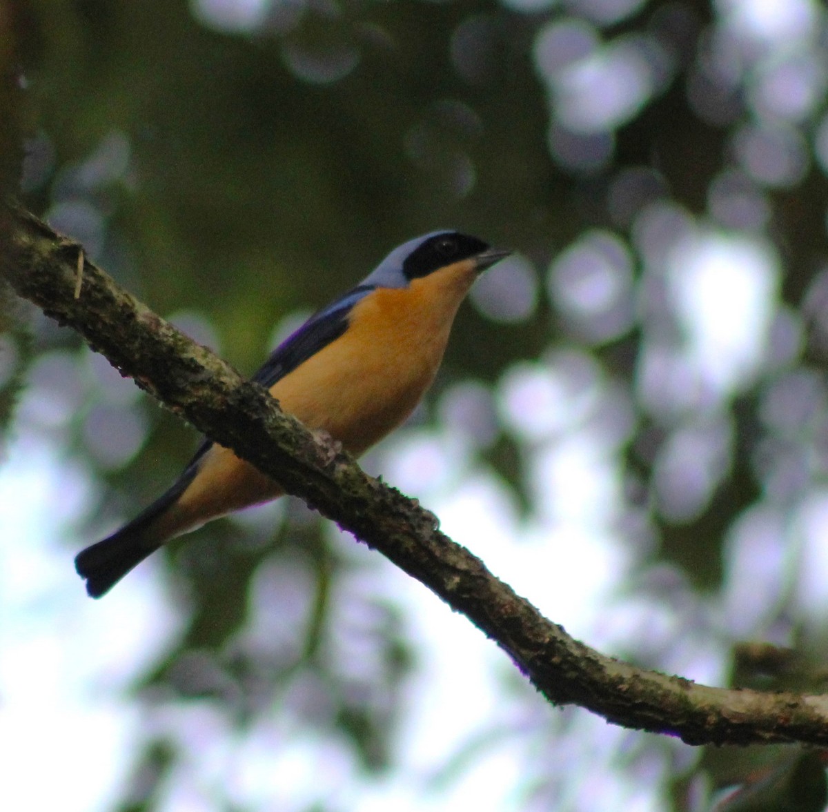 Fawn-breasted Tanager - ML620643936