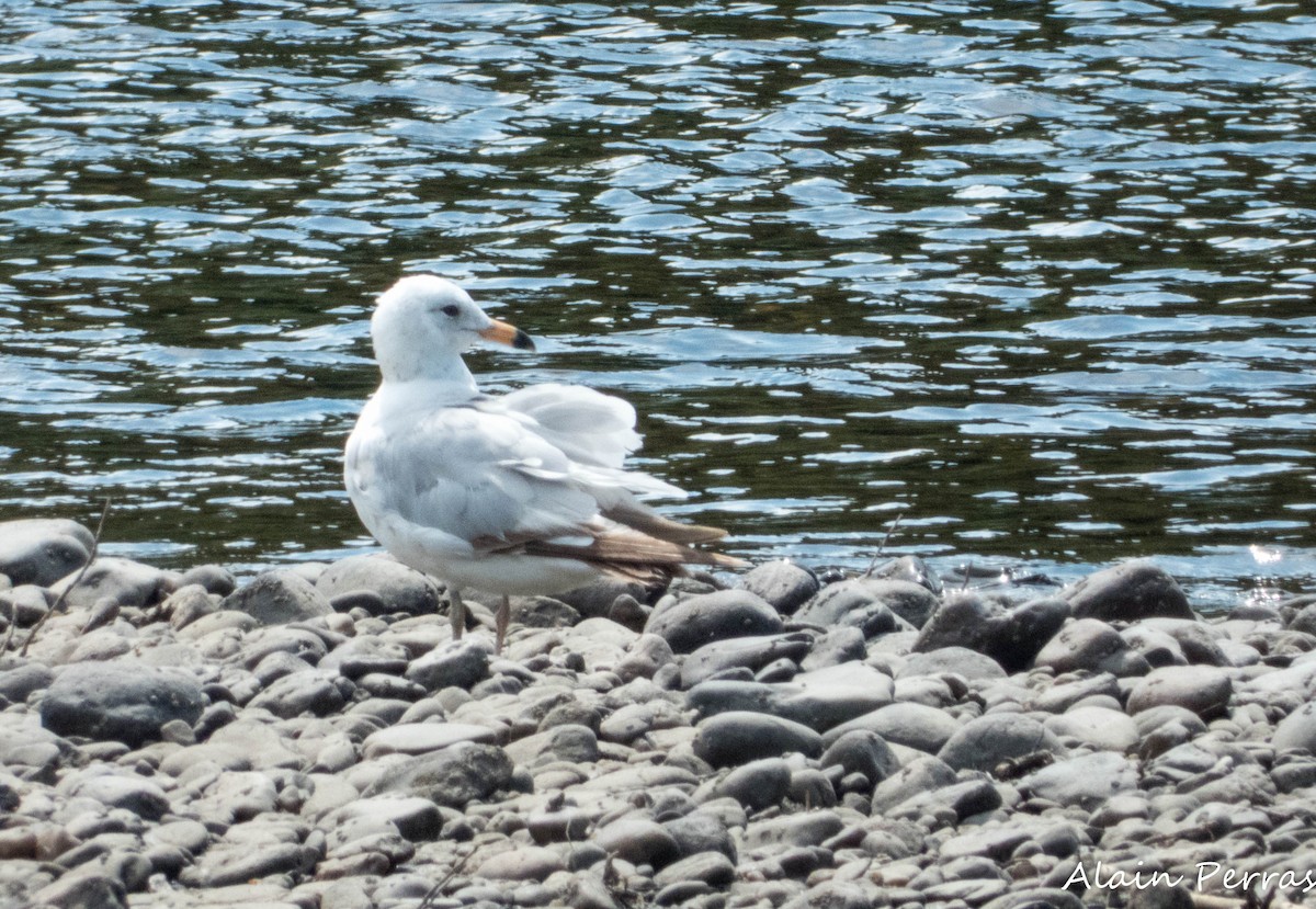 Ring-billed Gull - ML620643938