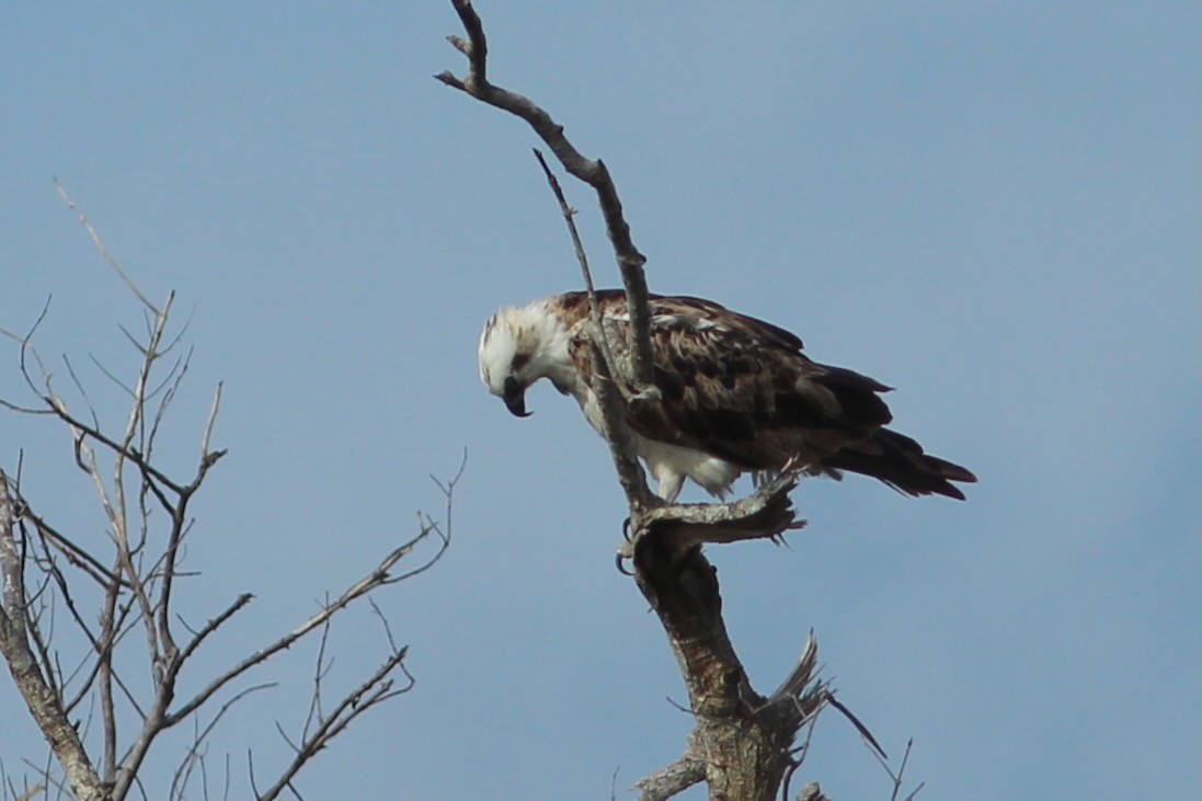 Águila Pescadora (ridgwayi) - ML620643939