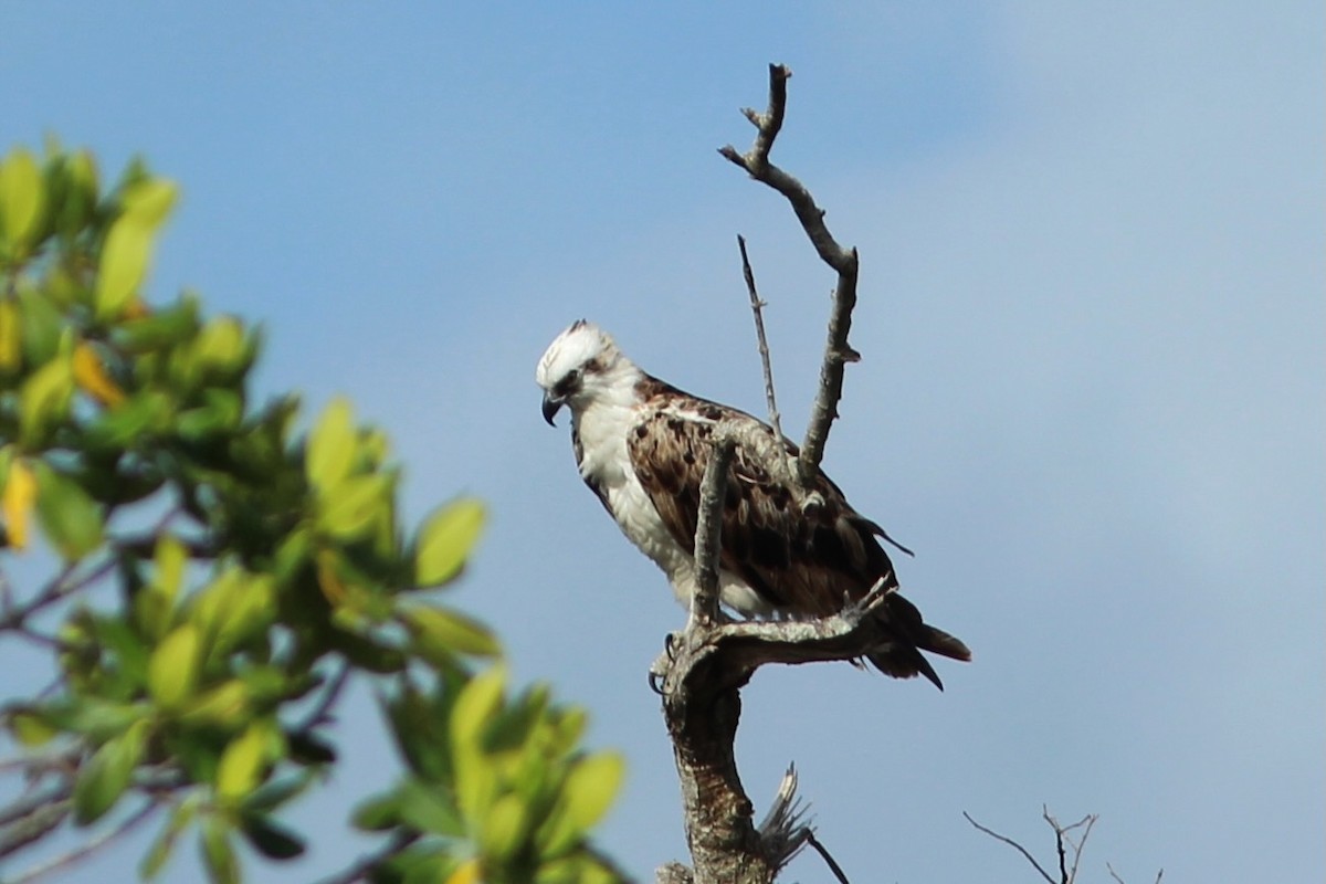 Águila Pescadora (ridgwayi) - ML620643941