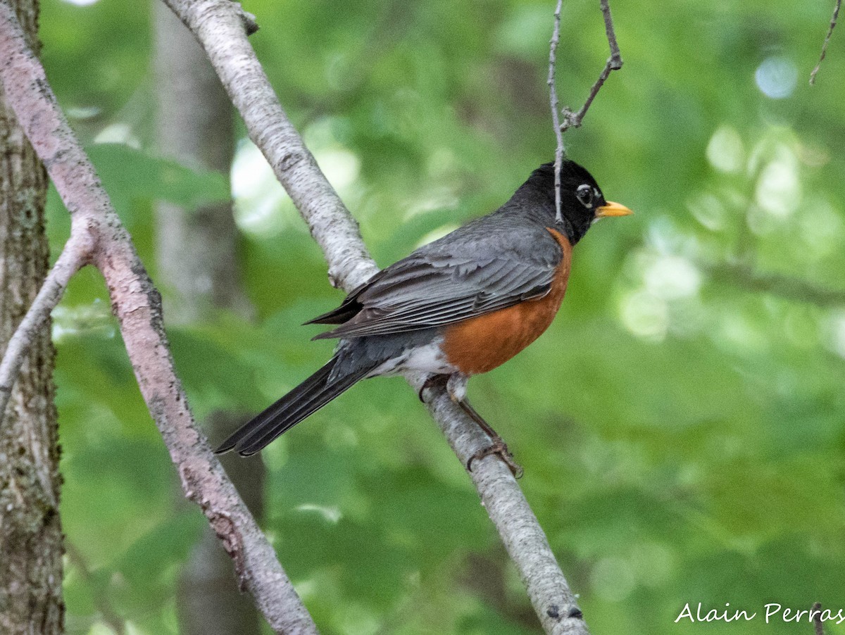 American Robin - ML620643947