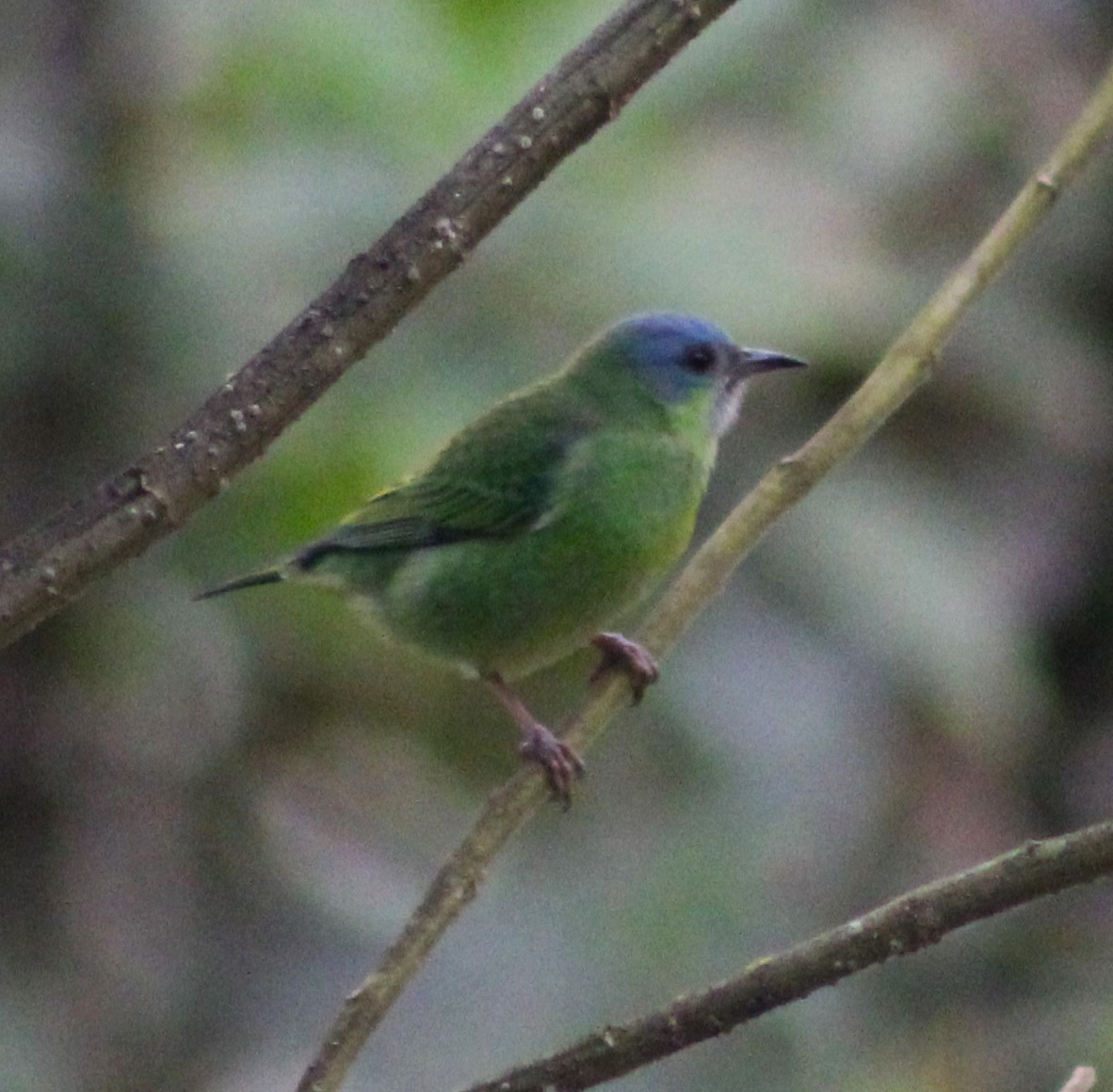 Blue Dacnis - ML620643948