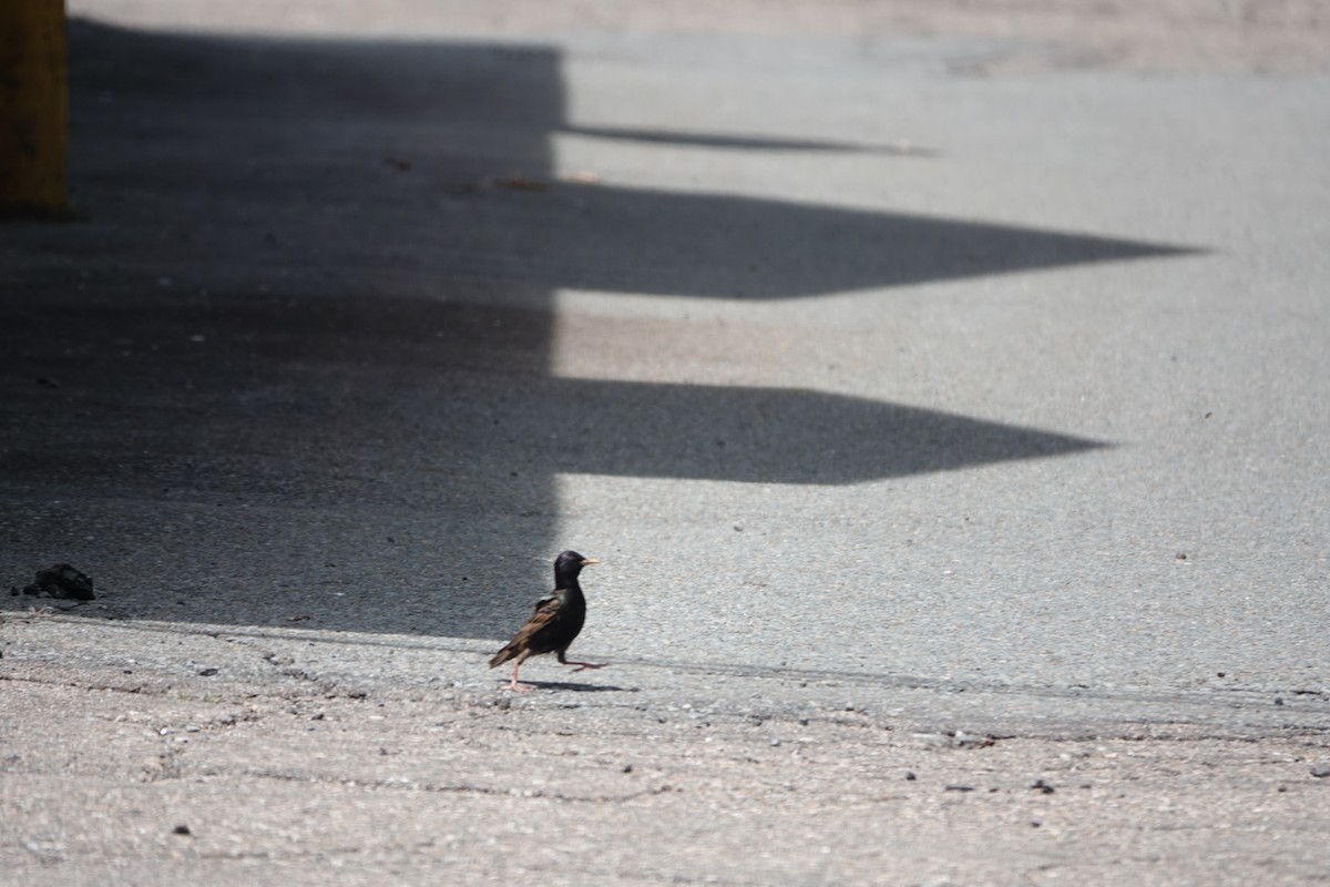 European Starling - Barbara McLean