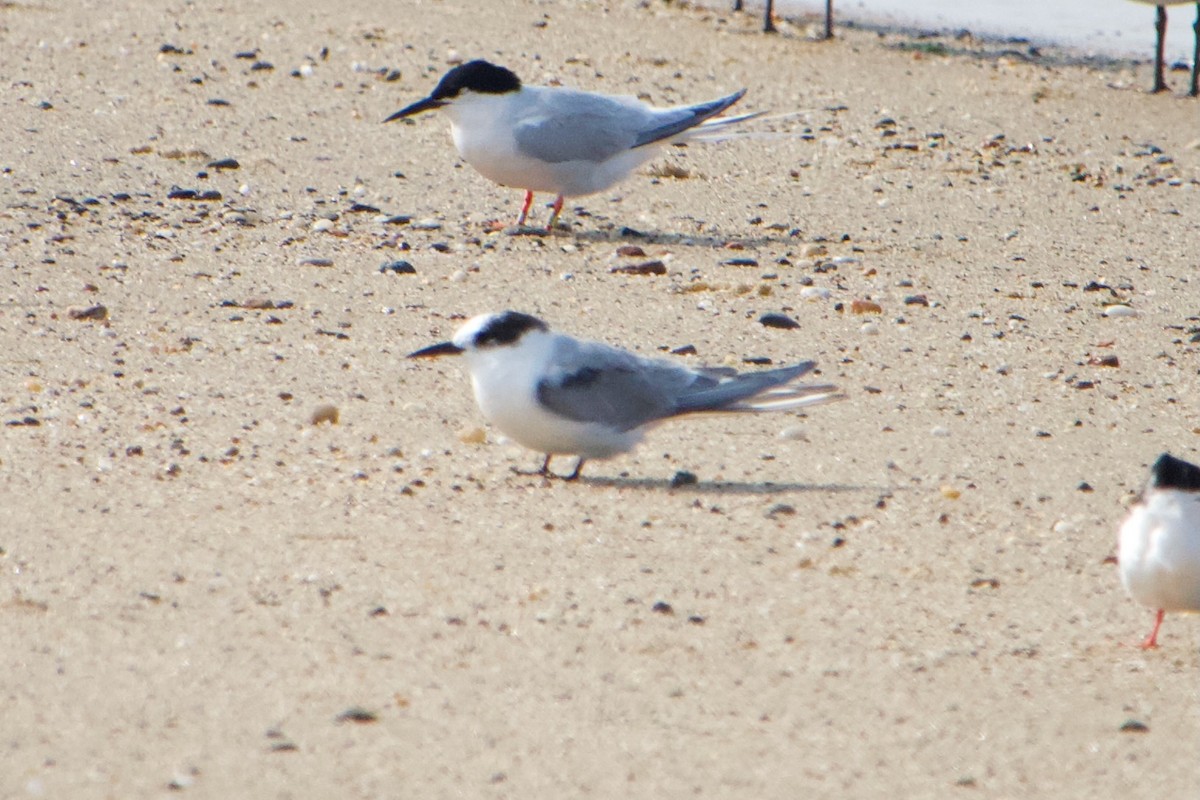 Arctic Tern - ML620643952