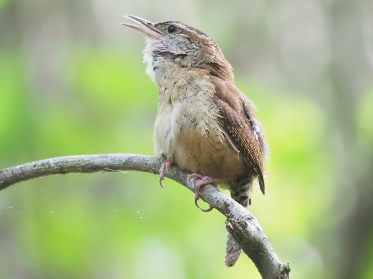 Carolina Wren - ML620643953