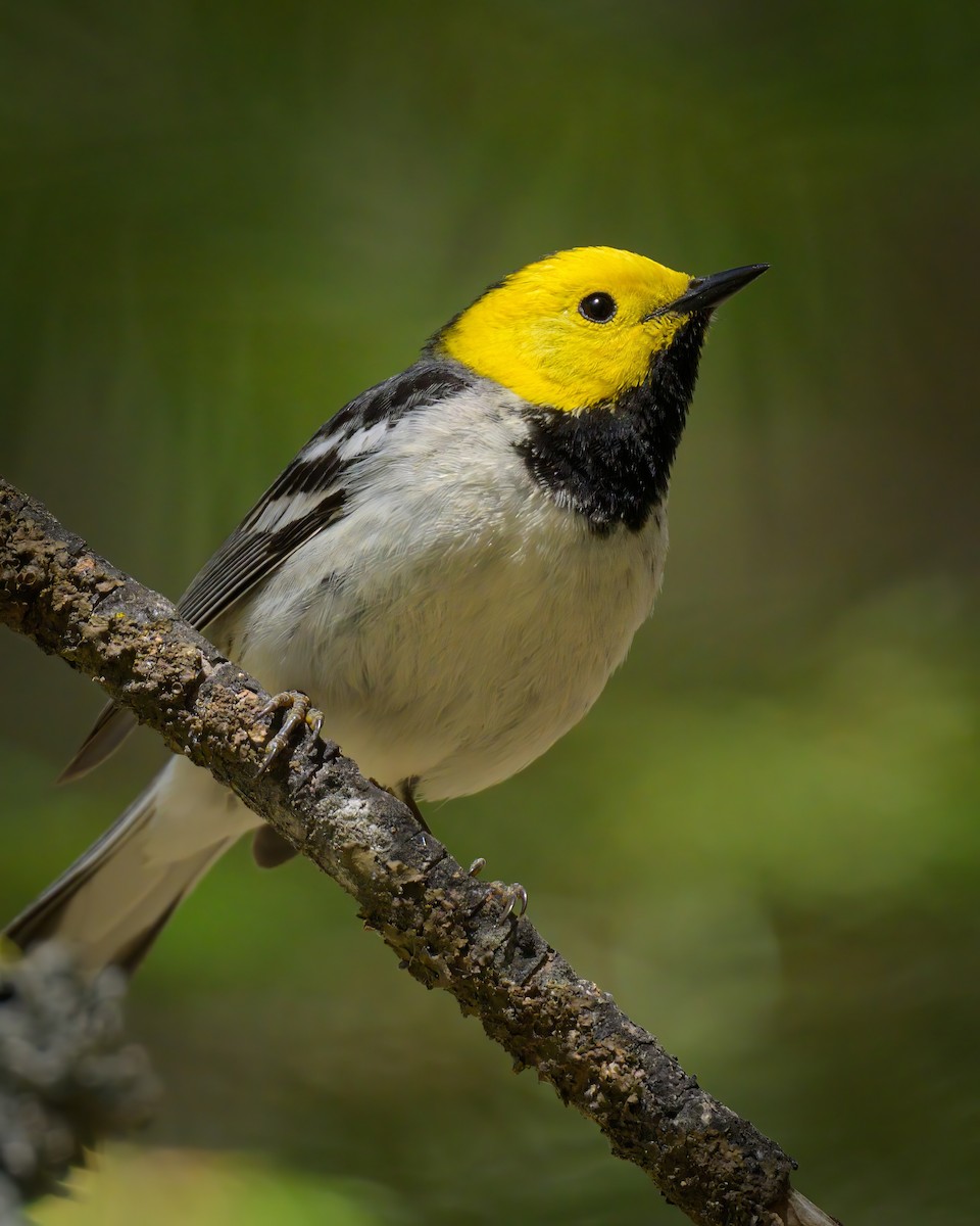 Hermit Warbler - ML620643955