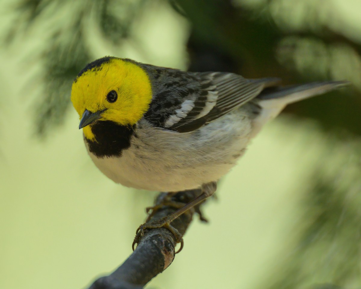 Hermit Warbler - ML620643959