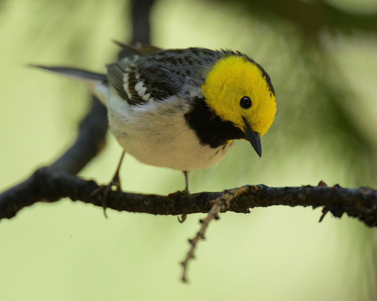 Paruline à tête jaune - ML620643960