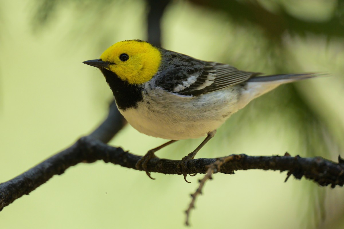 Hermit Warbler - ML620643961