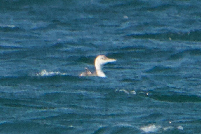 Common Loon - Peter Modest