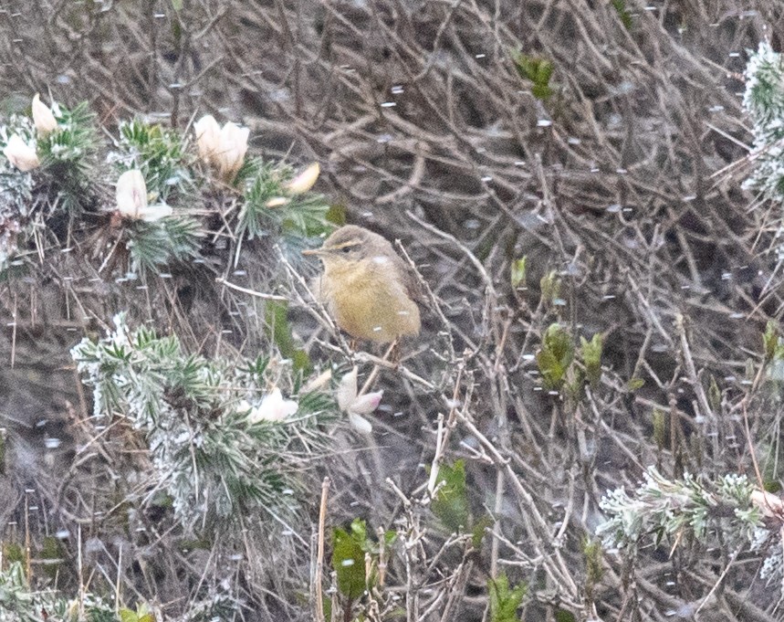 Sulphur-bellied Warbler - ML620643965