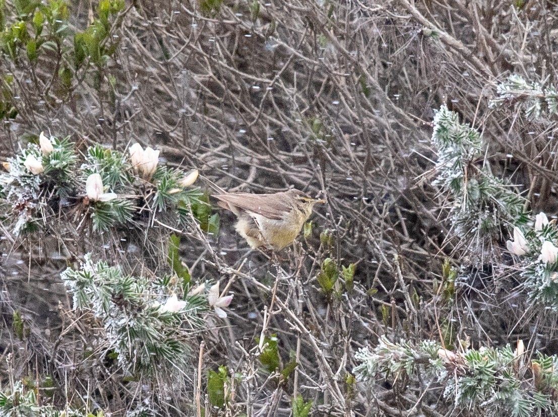 Sulphur-bellied Warbler - ML620643966