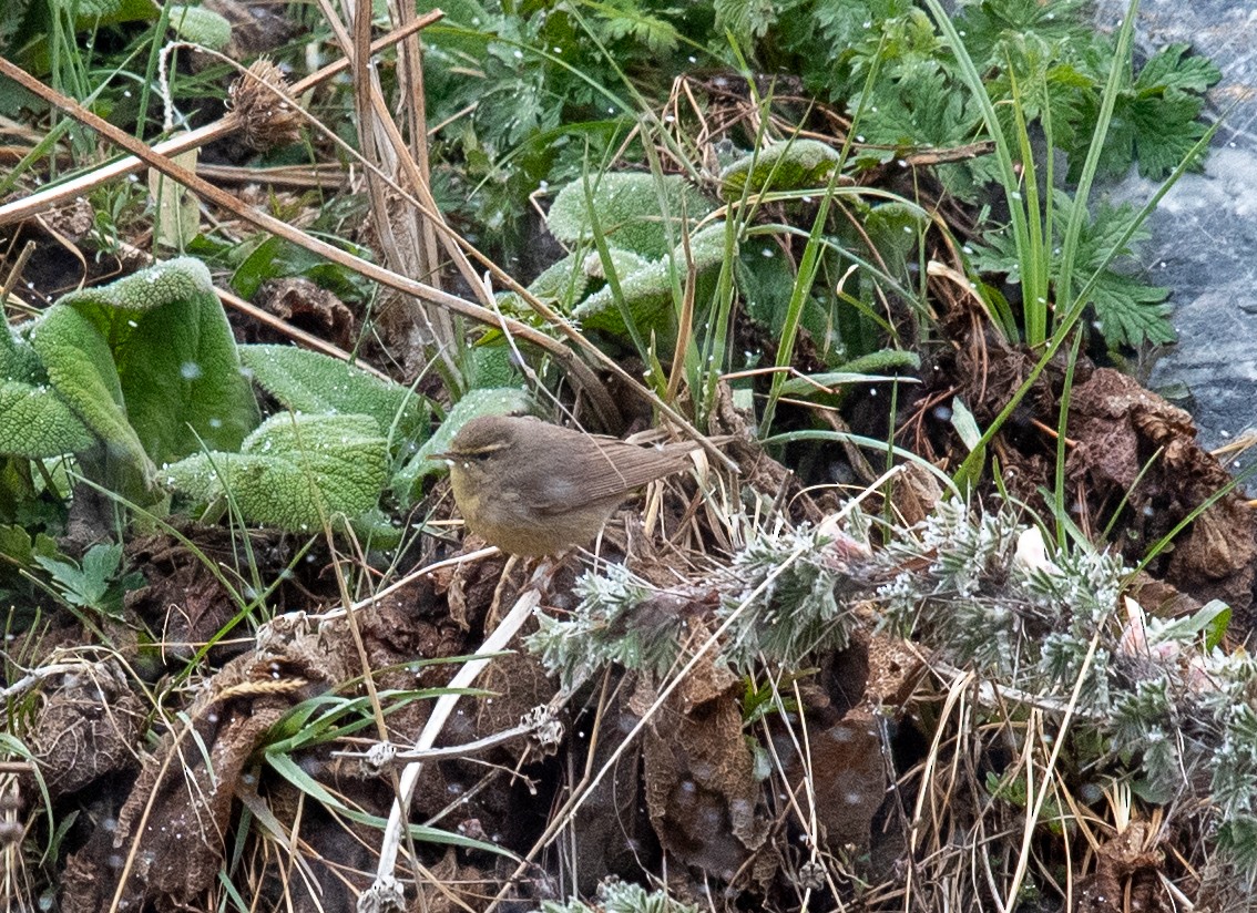 Sulphur-bellied Warbler - Clive Harris