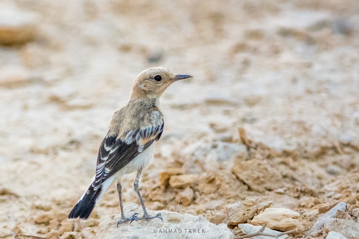 Hooded Wheatear - ML620643971