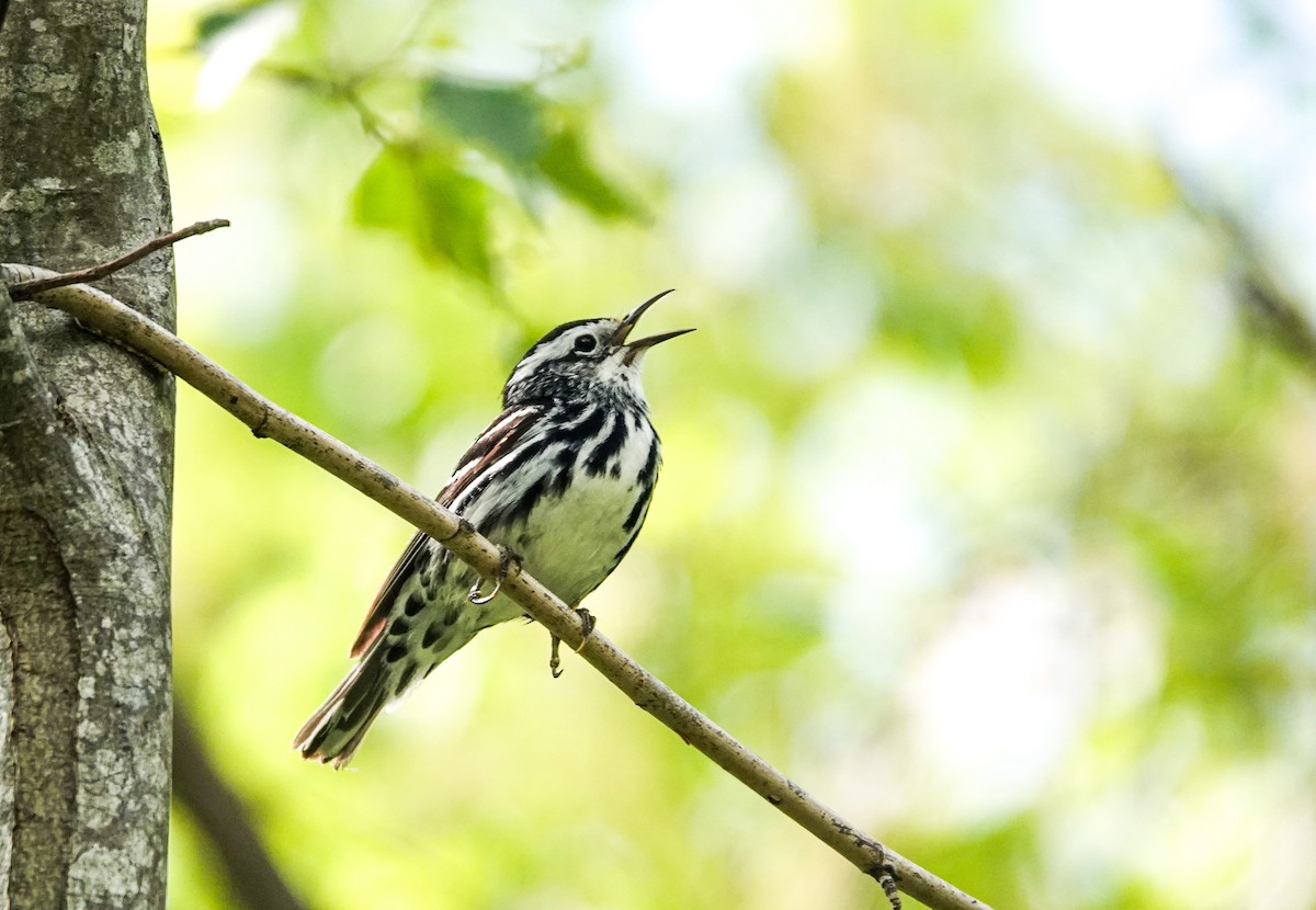 Black-and-white Warbler - ML620643972