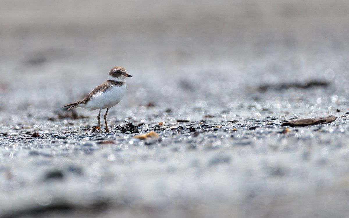 Semipalmated Plover - ML620643975