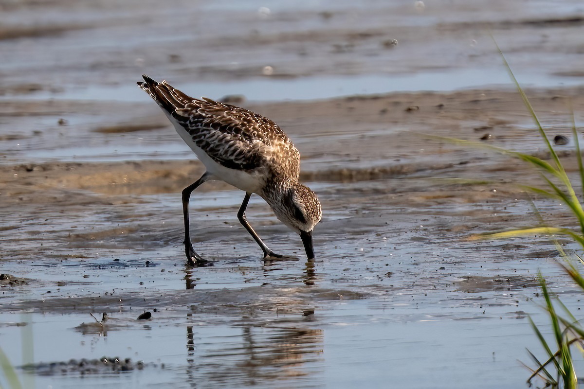 Black-bellied Plover - ML620643976