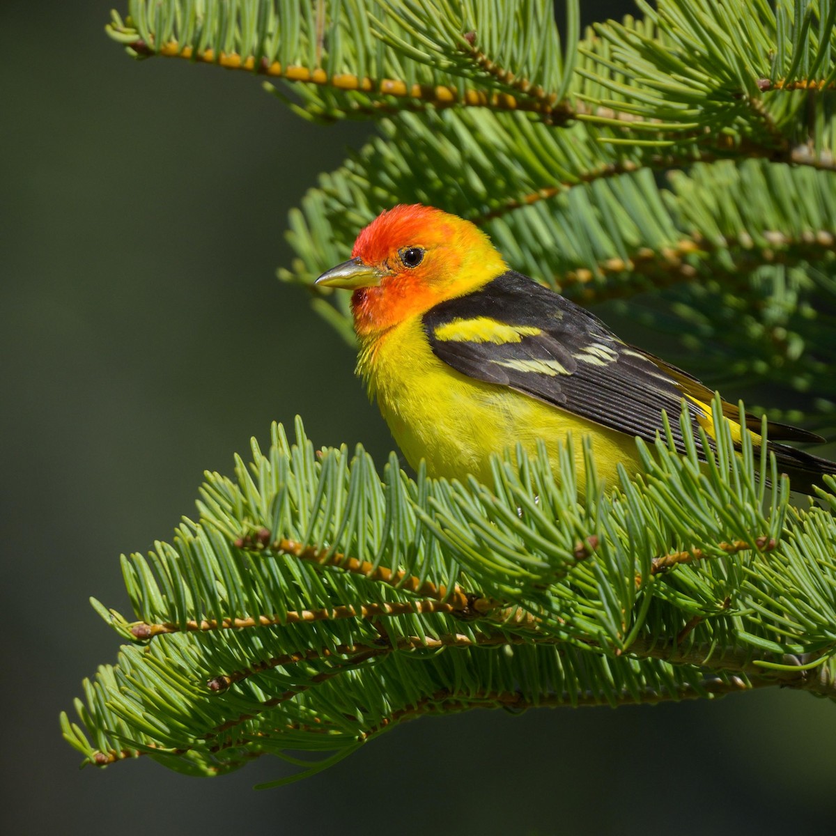 Western Tanager - ML620643977