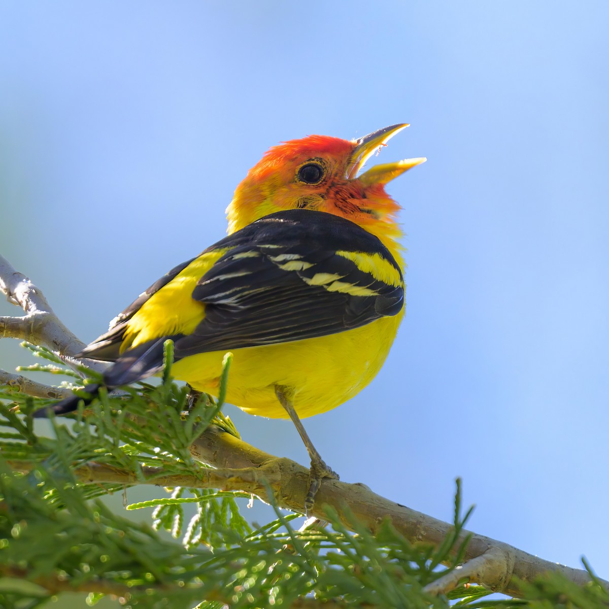 Western Tanager - ML620643978