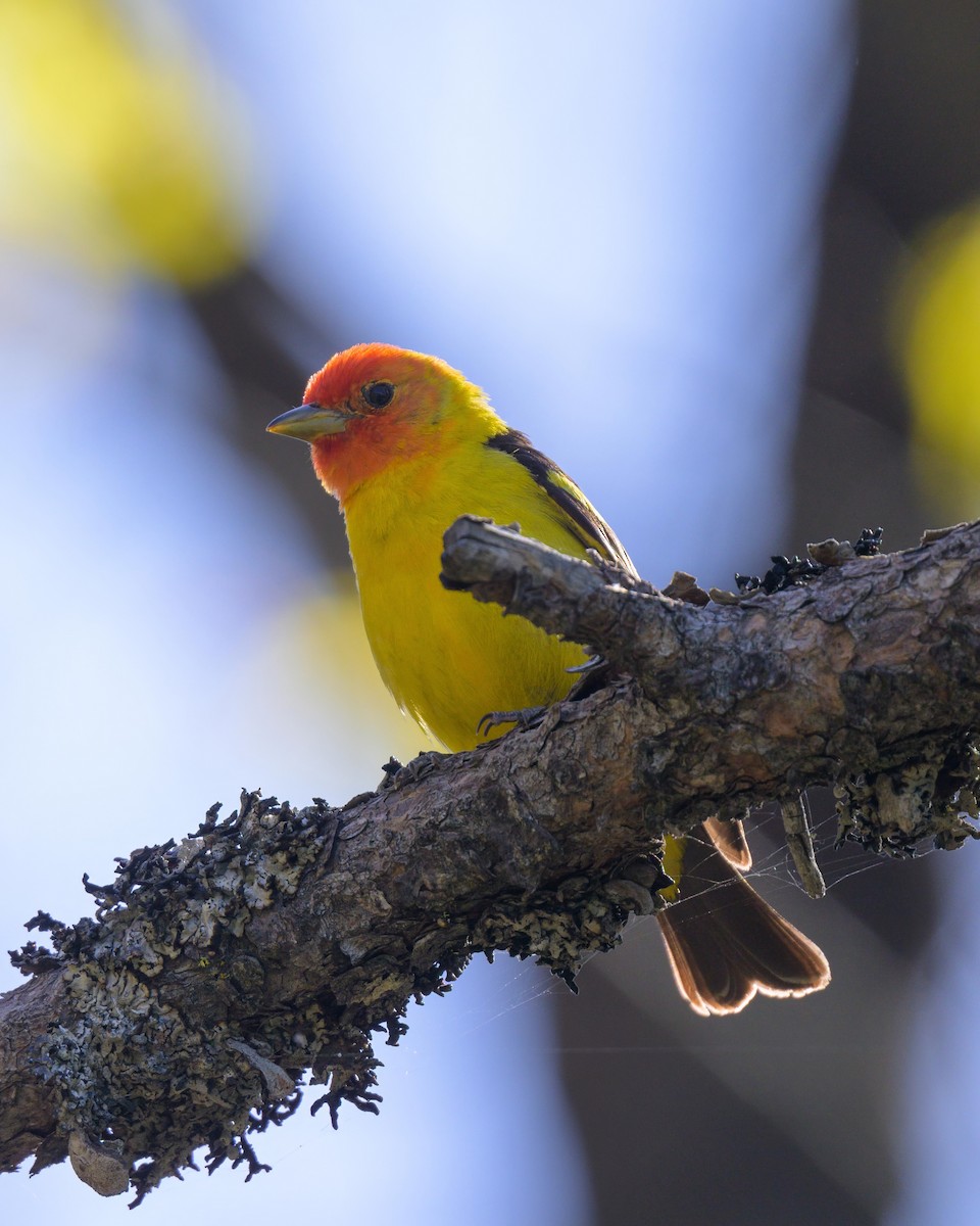 Western Tanager - ML620643979