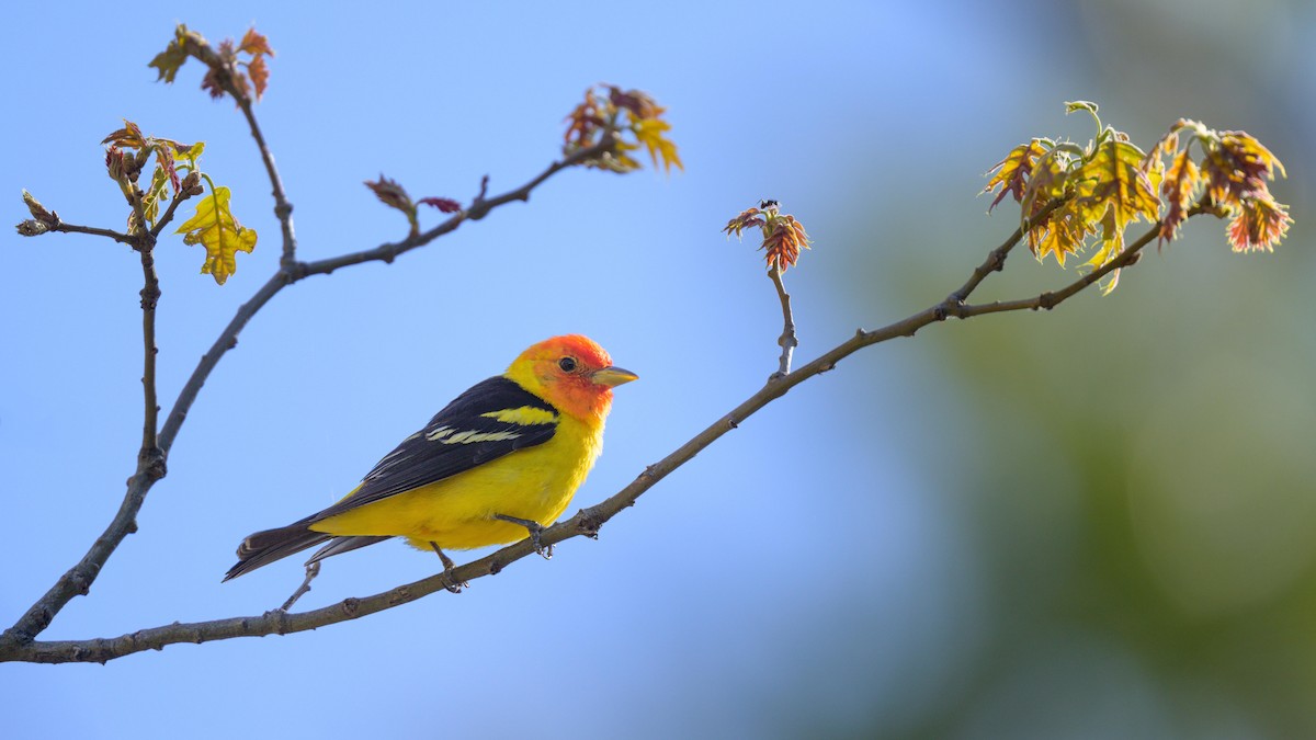 Western Tanager - ML620643980
