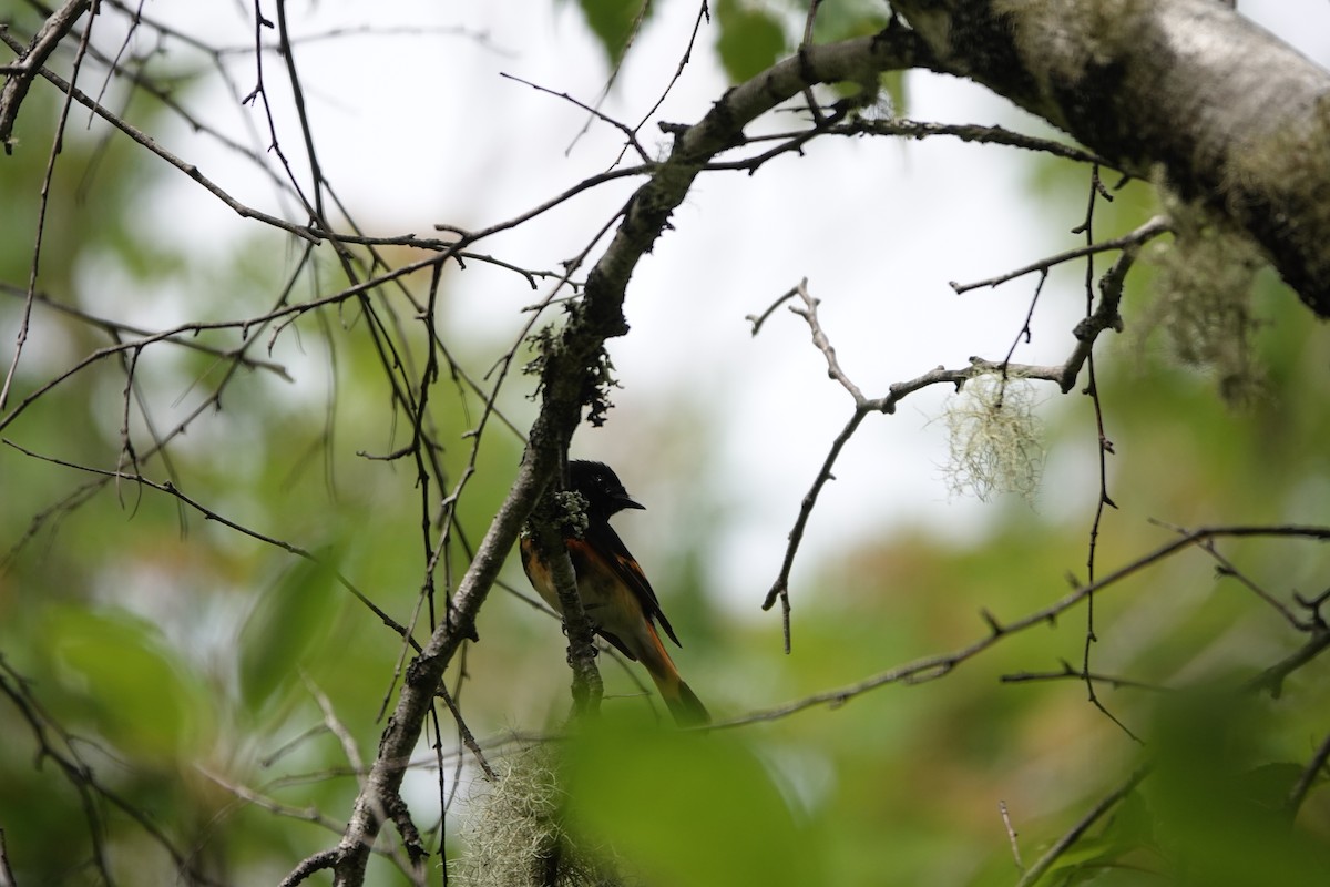 American Redstart - ML620643982