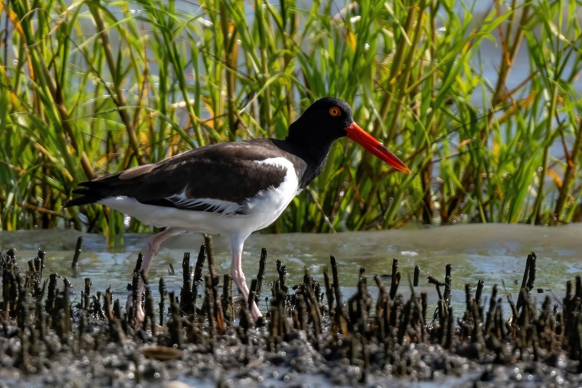 American Oystercatcher - ML620643985