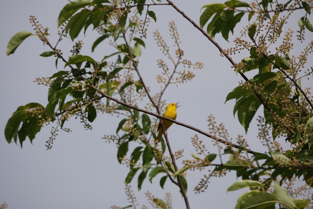 Yellow Warbler - ML620643987