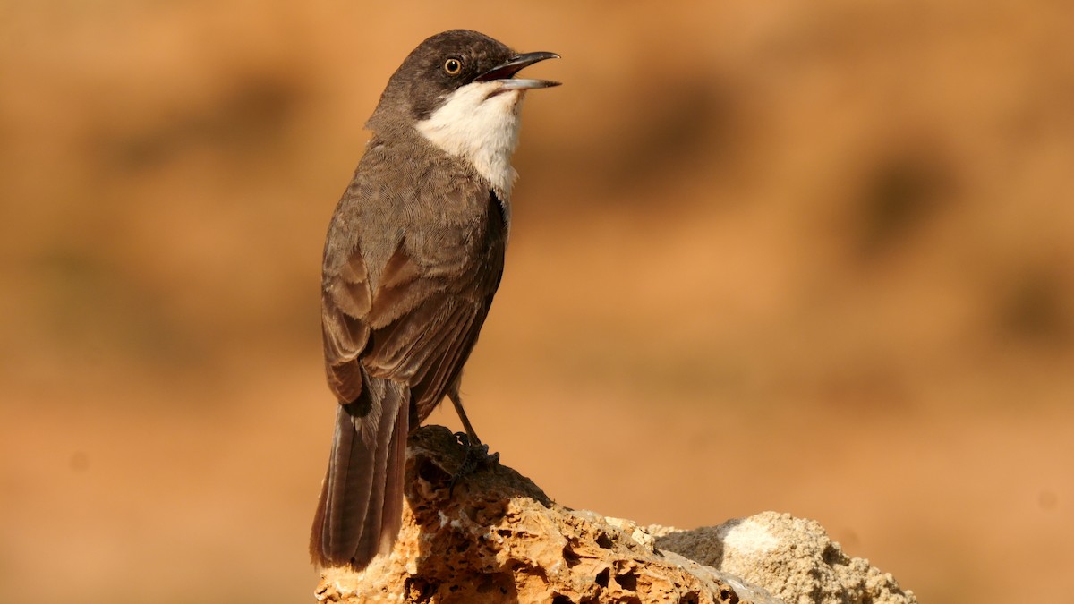 Western Orphean Warbler - ML620643988